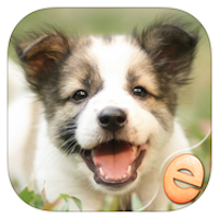 Jigsaw Wonder Puppies Puzzles for Kids