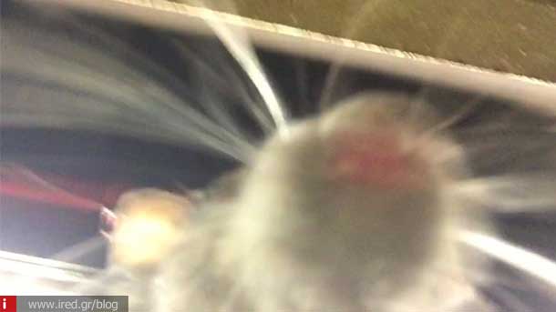 ired mice taking selfie 01